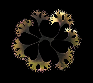 Illustration for article titled Top 5 Best Science Images of 2007 Gallery